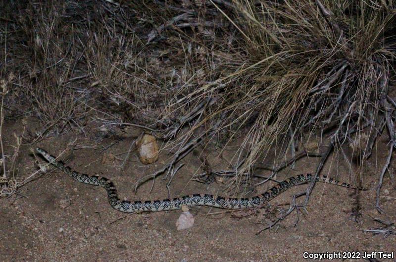 Western Long-nosed Snake (Rhinocheilus lecontei)