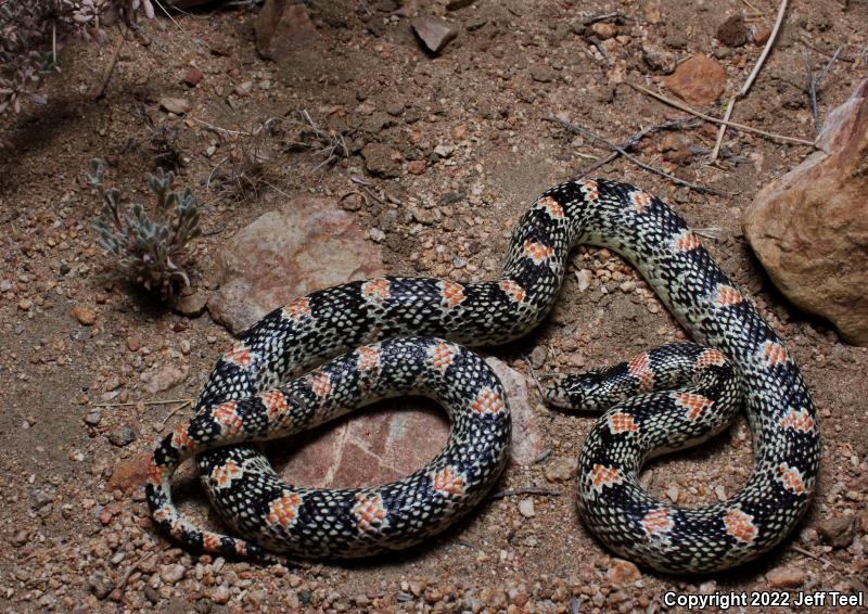 Western Long-nosed Snake (Rhinocheilus lecontei)