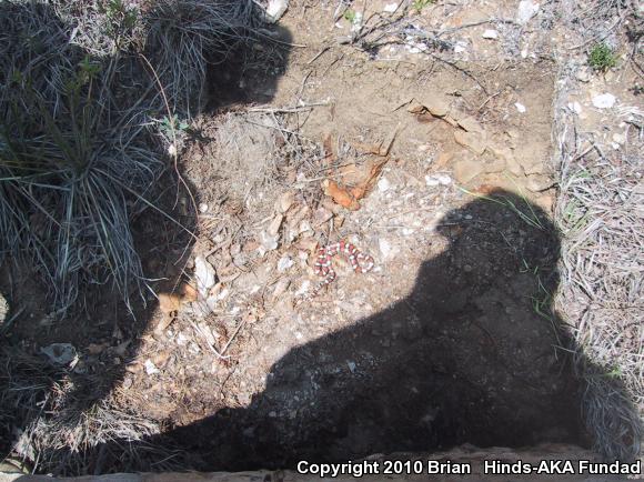 Central Plains Milksnake (Lampropeltis triangulum gentilis)