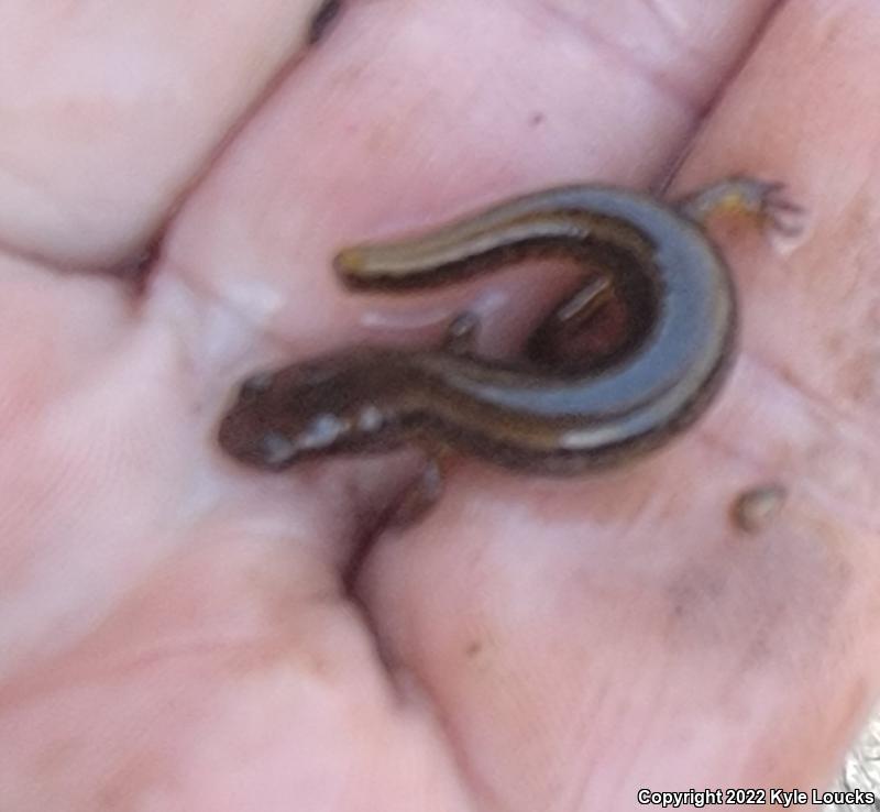 Northern Two-lined Salamander (Eurycea bislineata)