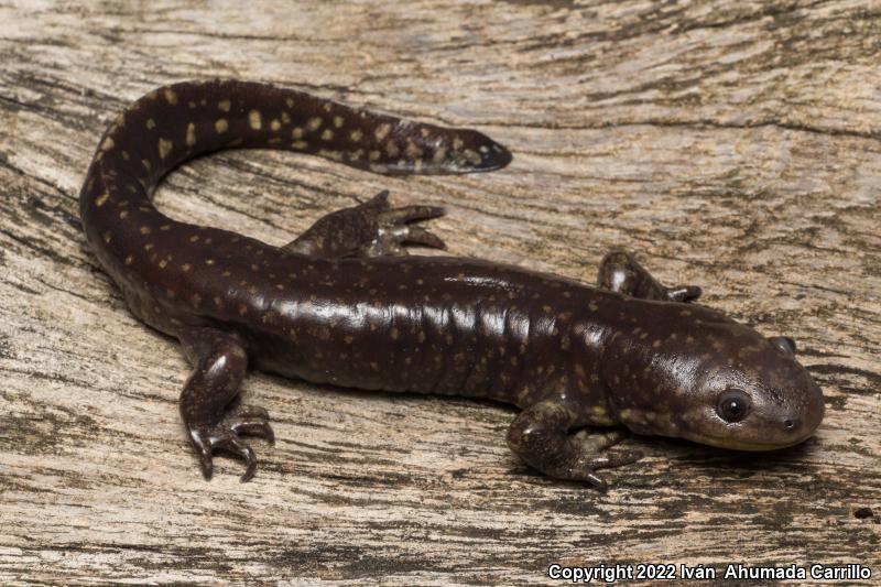 Blunt-headed Salamander (Ambystoma amblycephalum)