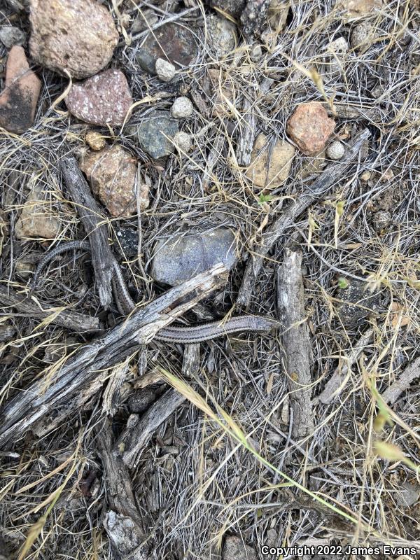 Coronado Island Skink (Plestiodon skiltonianus interparietalis)