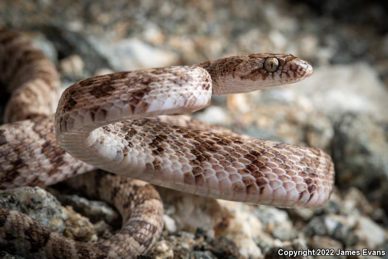 Baja California Lyresnake (Trimorphodon biscutatus lyrophanes)