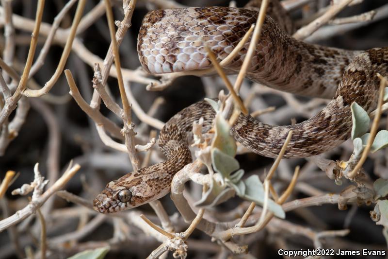 Baja California Lyresnake (Trimorphodon biscutatus lyrophanes)