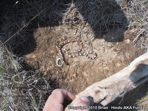 Central Plains Milksnake (Lampropeltis triangulum gentilis)