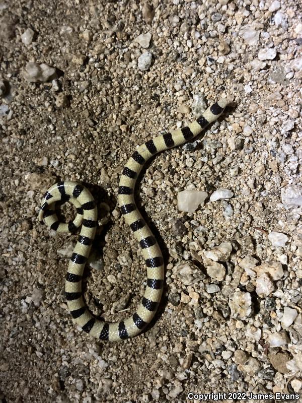 Colorado Desert Shovel-nosed Snake (Chionactis occipitalis annulata)