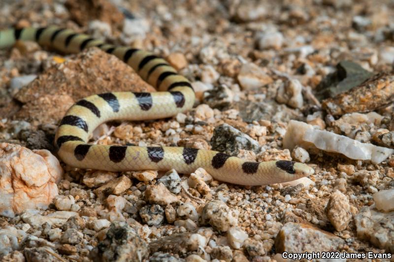 Colorado Desert Shovel-nosed Snake (Chionactis occipitalis annulata)