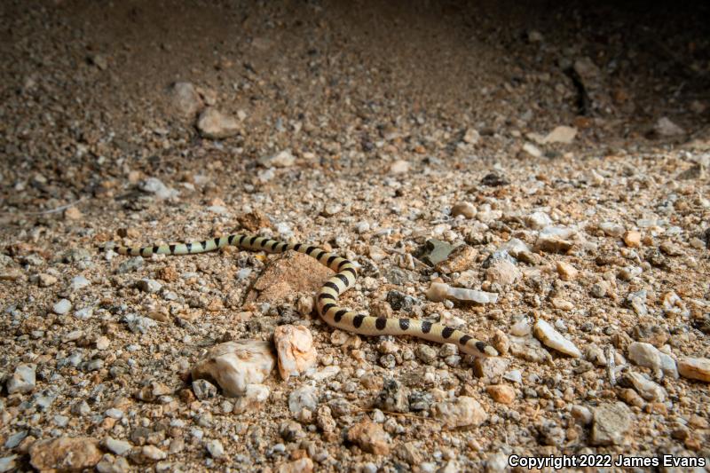 Colorado Desert Shovel-nosed Snake (Chionactis occipitalis annulata)