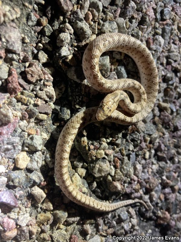 Desert Glossy Snake (Arizona elegans eburnata)