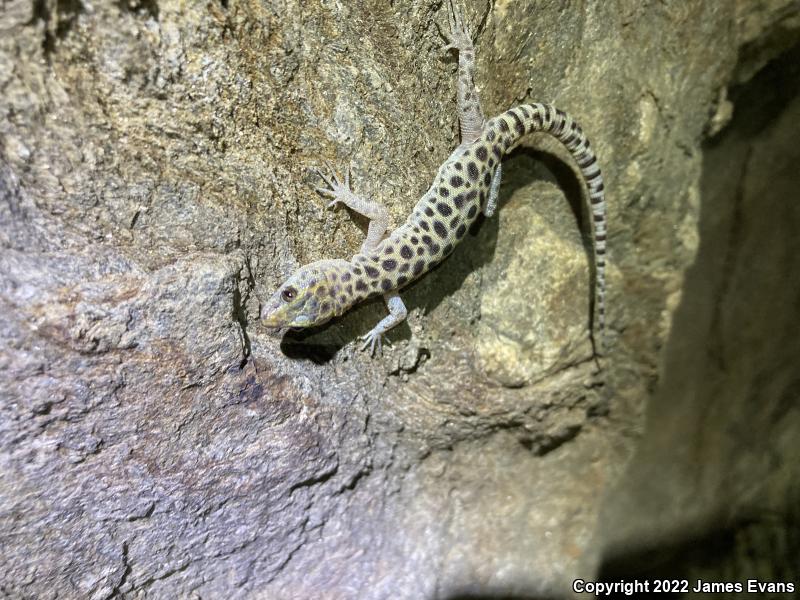 Granite Night Lizard (Xantusia henshawi)