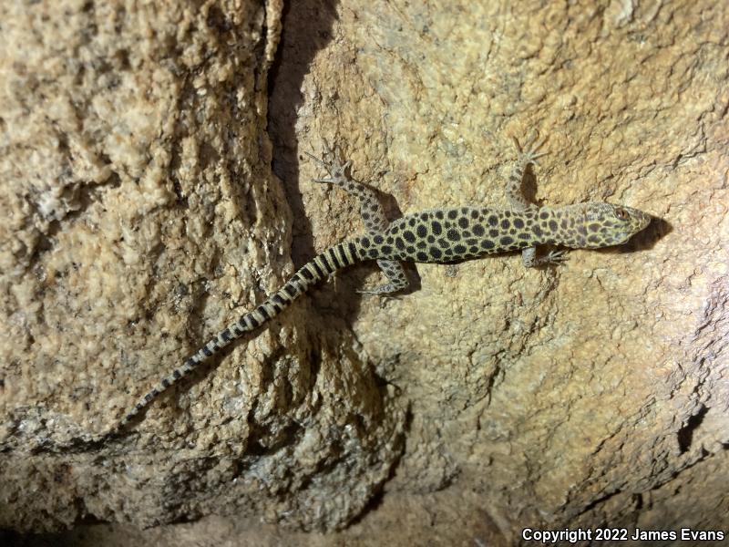 Granite Night Lizard (Xantusia henshawi)