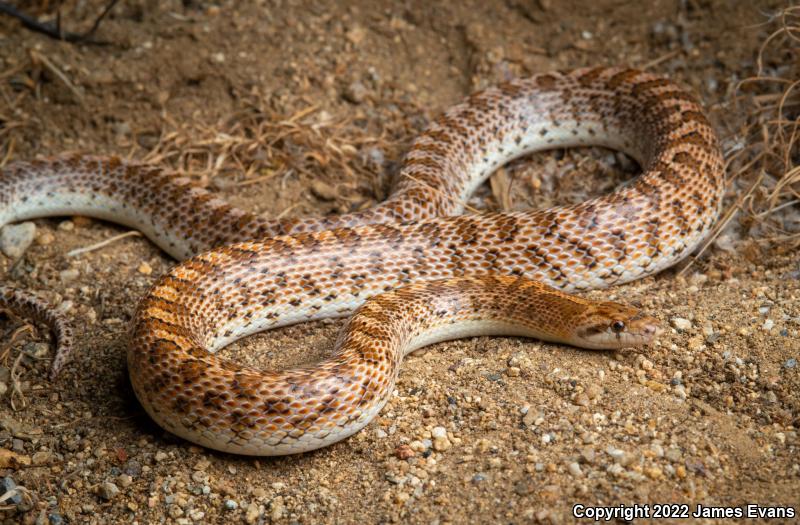 Desert Glossy Snake (Arizona elegans eburnata)