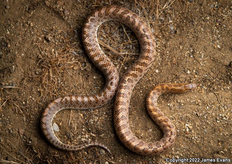 Desert Glossy Snake (Arizona elegans eburnata)