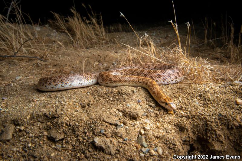 Desert Glossy Snake (Arizona elegans eburnata)