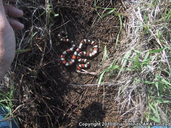 Central Plains Milksnake (Lampropeltis triangulum gentilis)