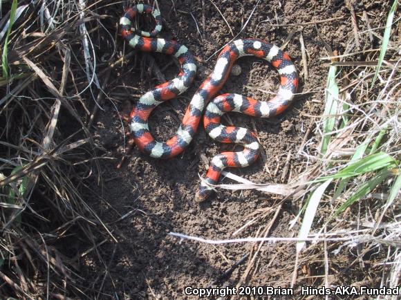 Central Plains Milksnake (Lampropeltis triangulum gentilis)