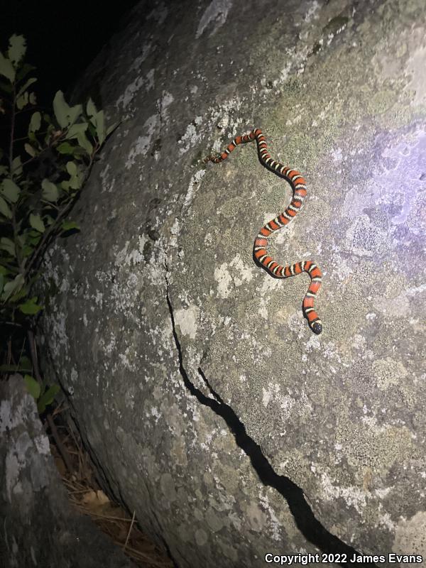 San Diego Mountain Kingsnake (Lampropeltis zonata pulchra)