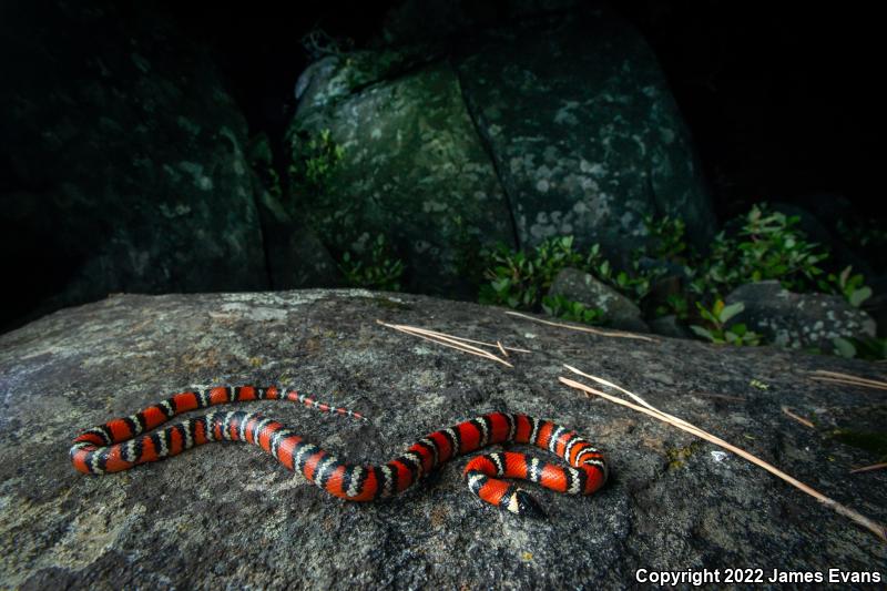 San Diego Mountain Kingsnake (Lampropeltis zonata pulchra)