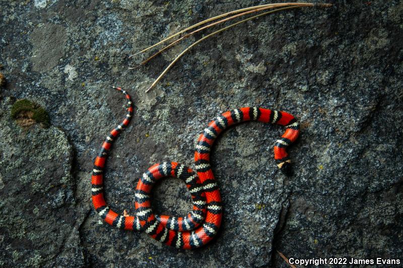 San Diego Mountain Kingsnake (Lampropeltis zonata pulchra)