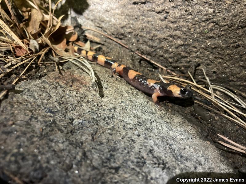 Large-blotched Ensatina (Ensatina eschscholtzii klauberi)