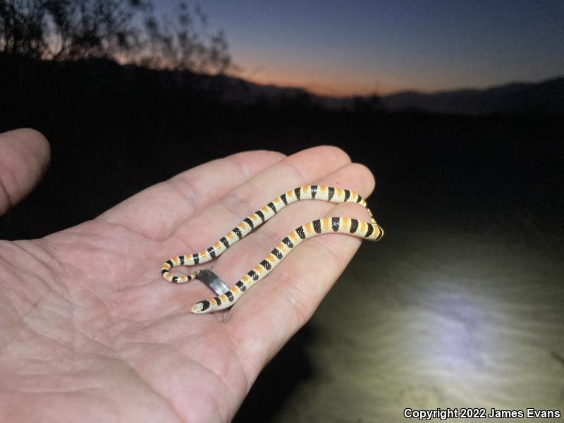 Colorado Desert Shovel-nosed Snake (Chionactis occipitalis annulata)