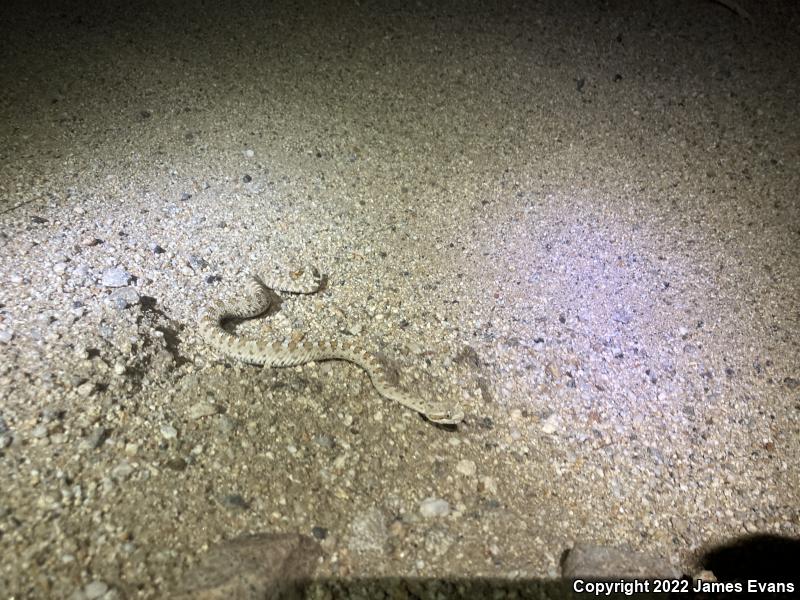 Colorado Desert Sidewinder (Crotalus cerastes laterorepens)