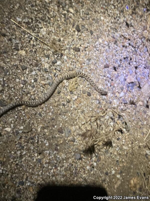 Desert Glossy Snake (Arizona elegans eburnata)