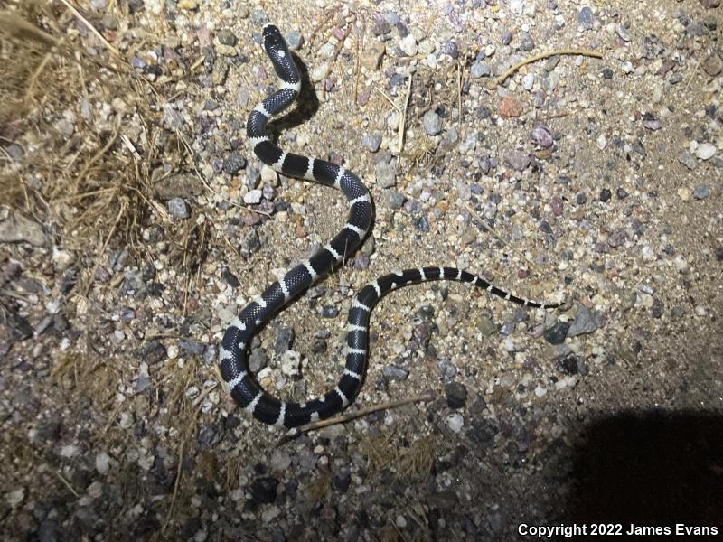 California Kingsnake (Lampropeltis getula californiae)