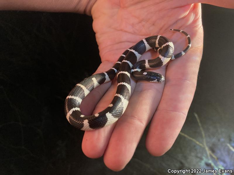 California Kingsnake (Lampropeltis getula californiae)