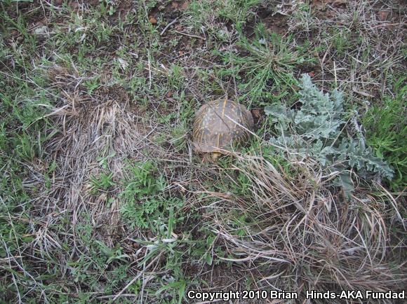 Ornate Box Turtle (Terrapene ornata ornata)