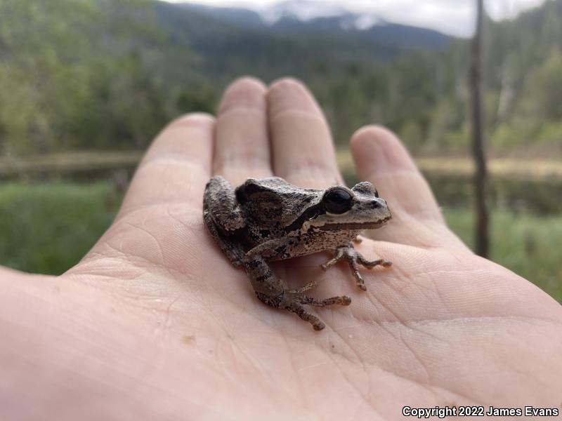 Northern Pacific Treefrog (Pseudacris regilla)