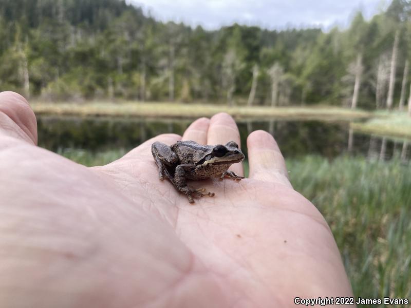 Northern Pacific Treefrog (Pseudacris regilla)