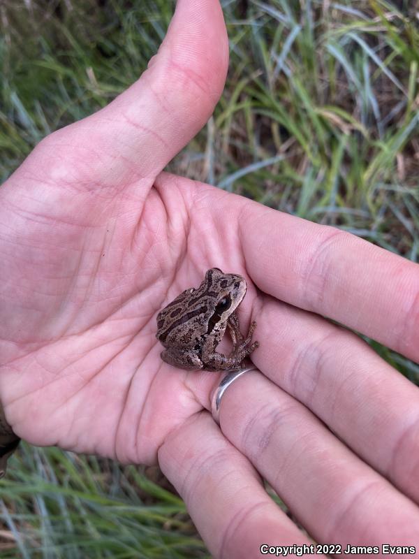 Northern Pacific Treefrog (Pseudacris regilla)