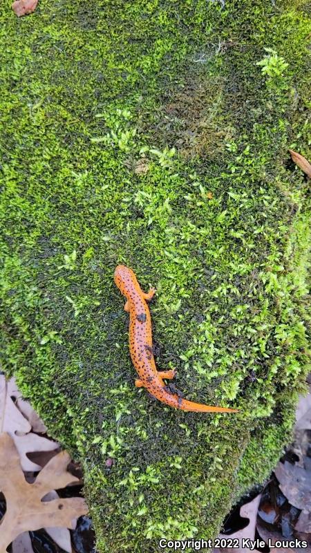 Northern Red Salamander (Pseudotriton ruber ruber)