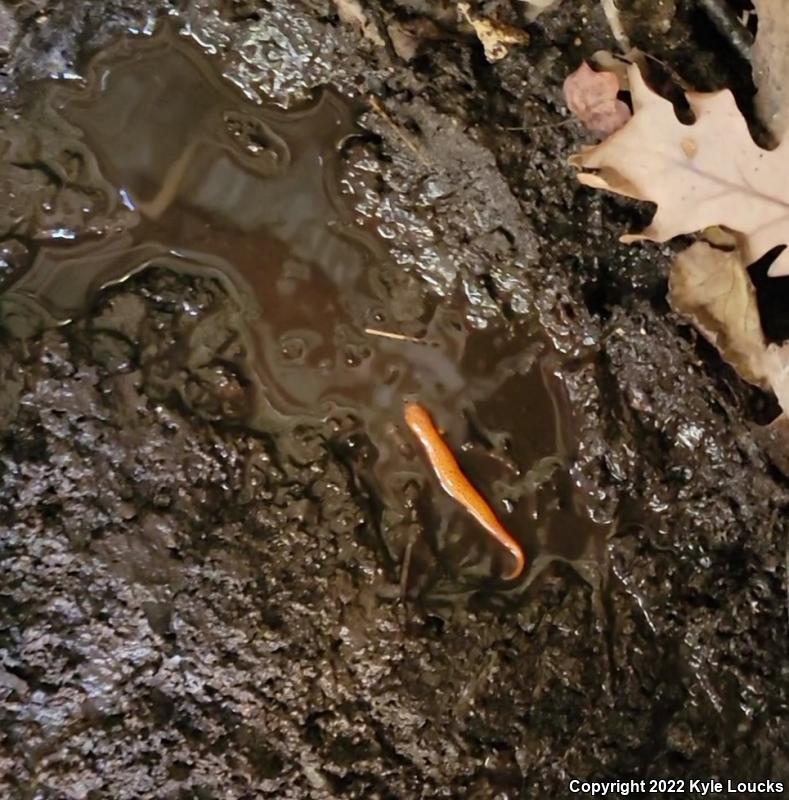 Northern Red Salamander (Pseudotriton ruber ruber)