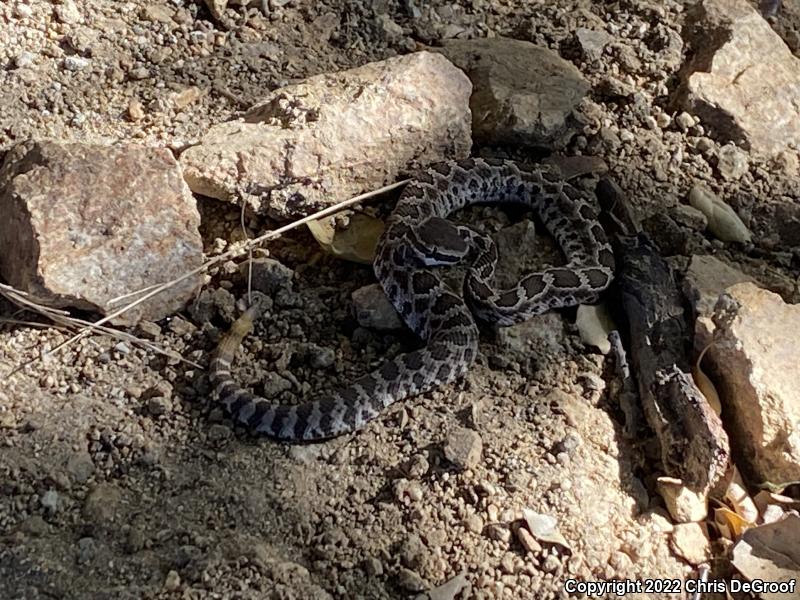 Southern Pacific Rattlesnake (Crotalus oreganus helleri)