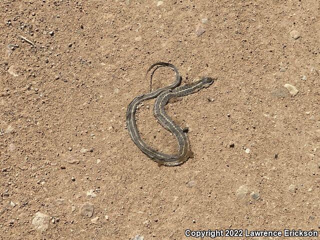 Wandering Gartersnake (Thamnophis elegans vagrans)