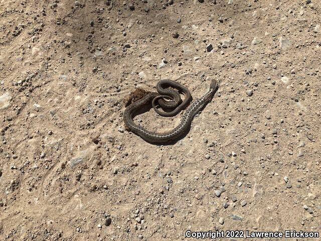 Wandering Gartersnake (Thamnophis elegans vagrans)