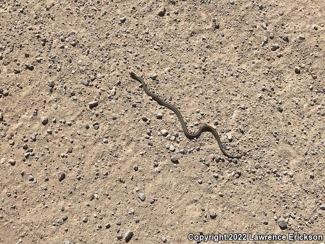 Wandering Gartersnake (Thamnophis elegans vagrans)