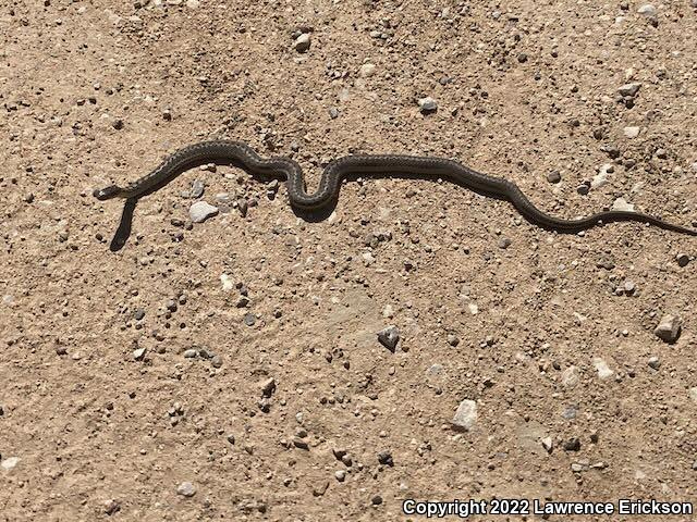 Wandering Gartersnake (Thamnophis elegans vagrans)