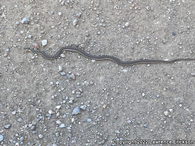 Wandering Gartersnake (Thamnophis elegans vagrans)