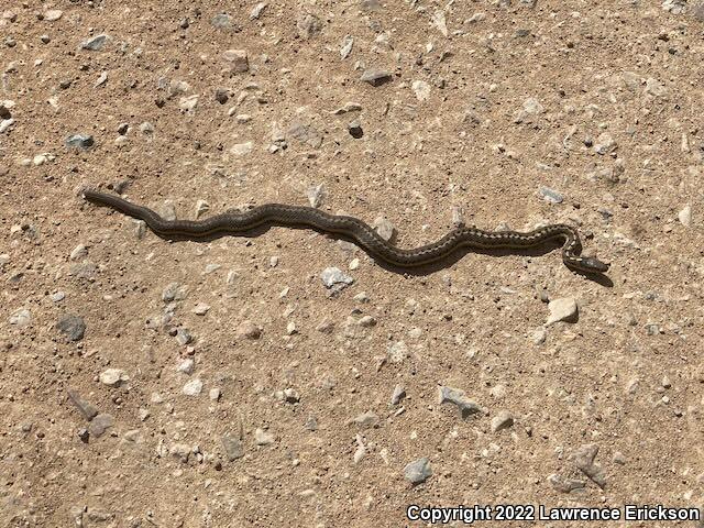 Wandering Gartersnake (Thamnophis elegans vagrans)