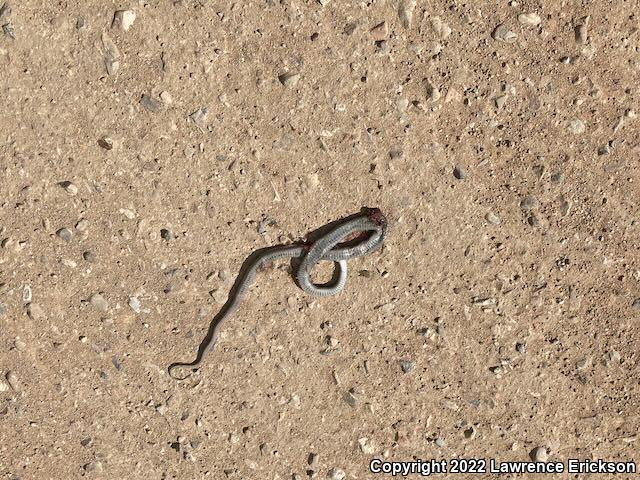 Coast Gartersnake (Thamnophis elegans terrestris)