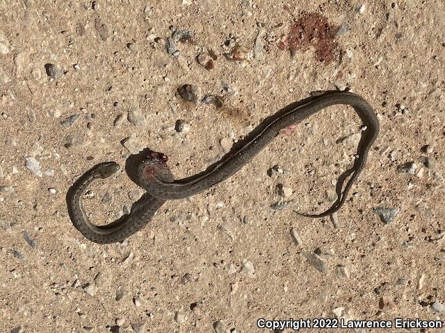 Coast Gartersnake (Thamnophis elegans terrestris)