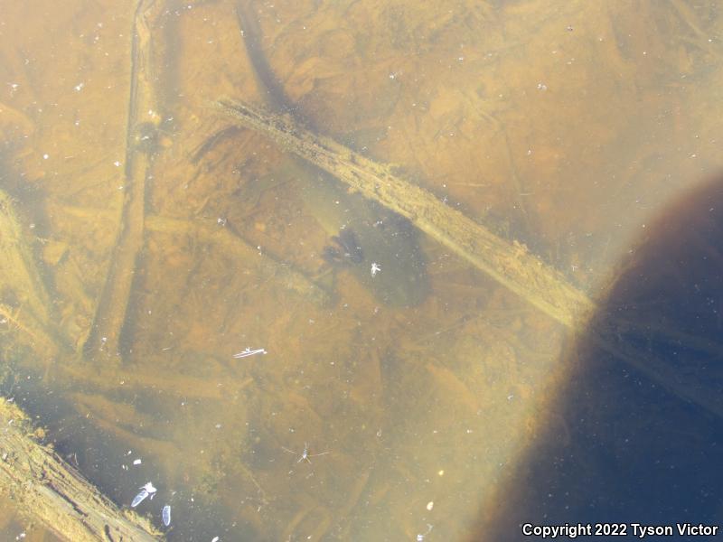 Arizona Tiger Salamander (Ambystoma mavortium nebulosum)