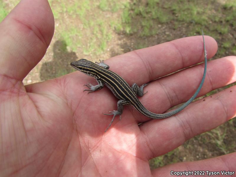 Plateau Striped Whiptail (Aspidoscelis velox)