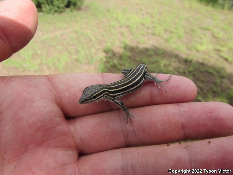 Plateau Striped Whiptail (Aspidoscelis velox)