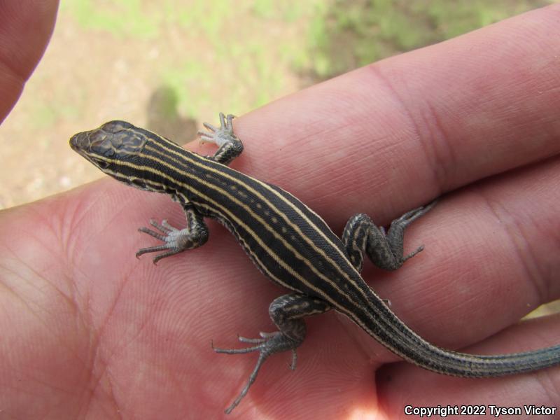 Plateau Striped Whiptail (Aspidoscelis velox)