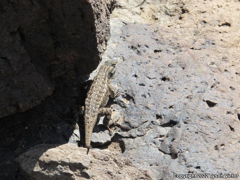 Plateau Fence Lizard (Sceloporus tristichus)