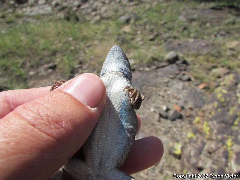 Plateau Fence Lizard (Sceloporus tristichus)